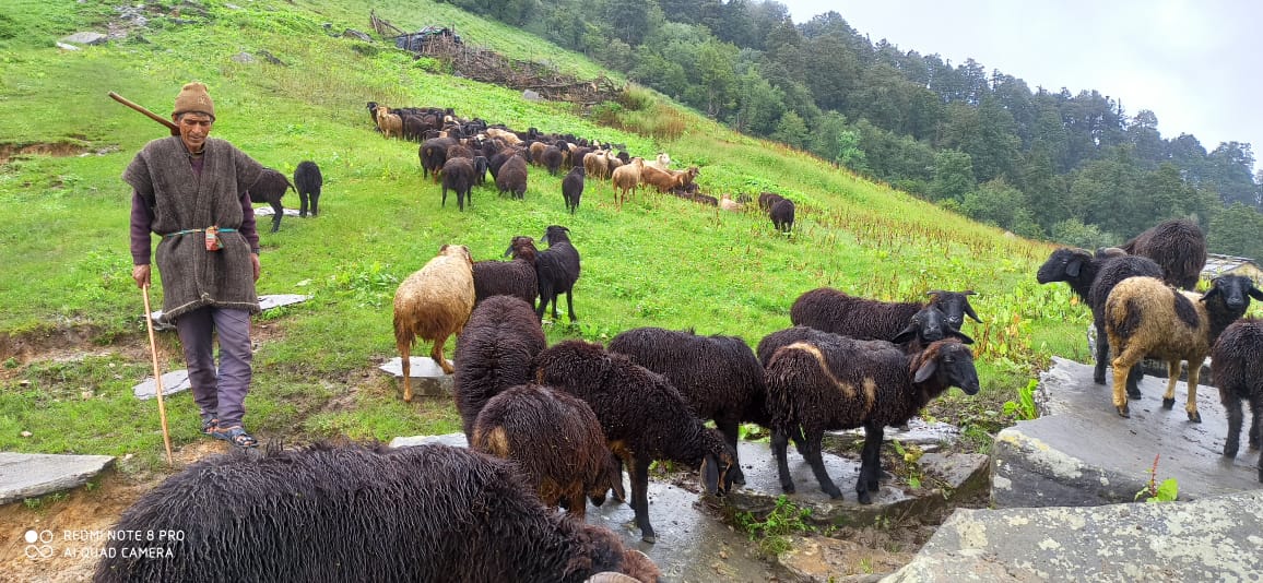 केदार घाटी के सीमांत गांवों के भेड़ पालक छः माह सुरम्य मखमली बुग्यालों के प्रवास के लिए रवाना