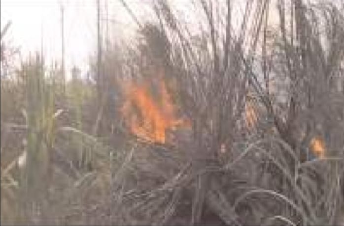 ट्रांसफार्मर में शॉर्ट सर्किट से जलकर राख हुई 15 एकड़ गन्ने की फसल