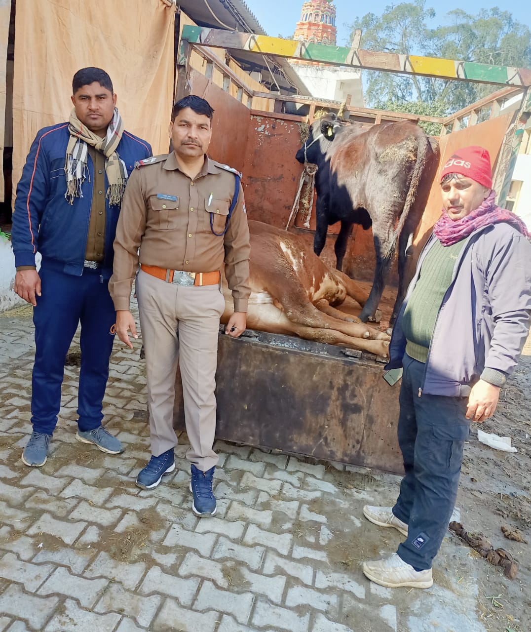 गौवंश संरक्षण स्क्वाड की छापेमारी में 2 जिंदा गाय बरामद,गौकशी के आरोपी फरार