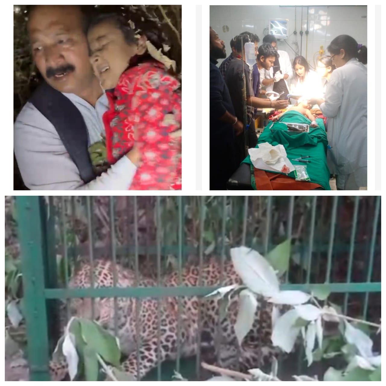 श्रीकोट में बच्ची को उठाकर ले गया गुलदार,सौ मीटर दूर झाड़ियों में बेहोश मिली घायल बच्ची  