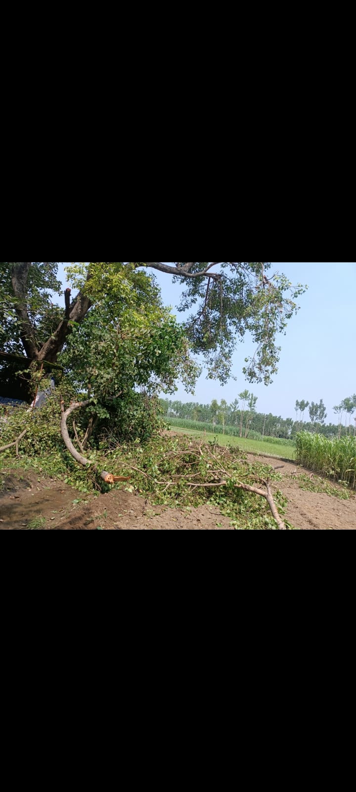 गांव टपरी मैं कुछ संप्रदाय के लोगों द्वारा पुराने पीपल के पेड़ को काट दिया गया गांव के लोगों में आक्रोश है