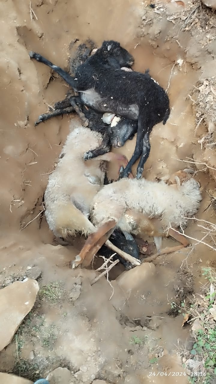 मदमहेश्वर घाटी के माणा तोक में डायरिया बीमारी से कईं भेड़-बकरियों की दर्दनाक मौत