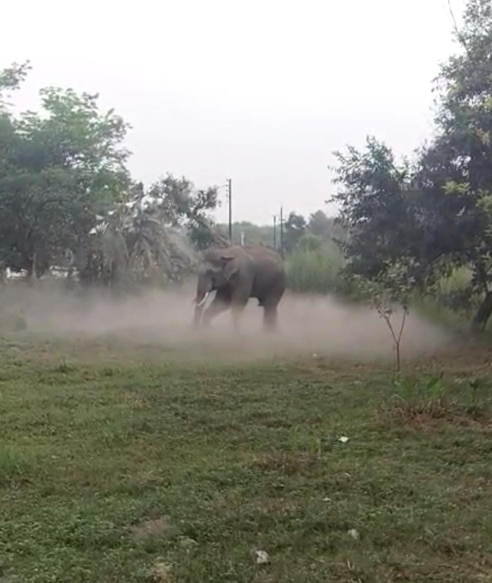 बहादराबाद के आबादी क्षेत्र में घुसा टस्कर हाथी