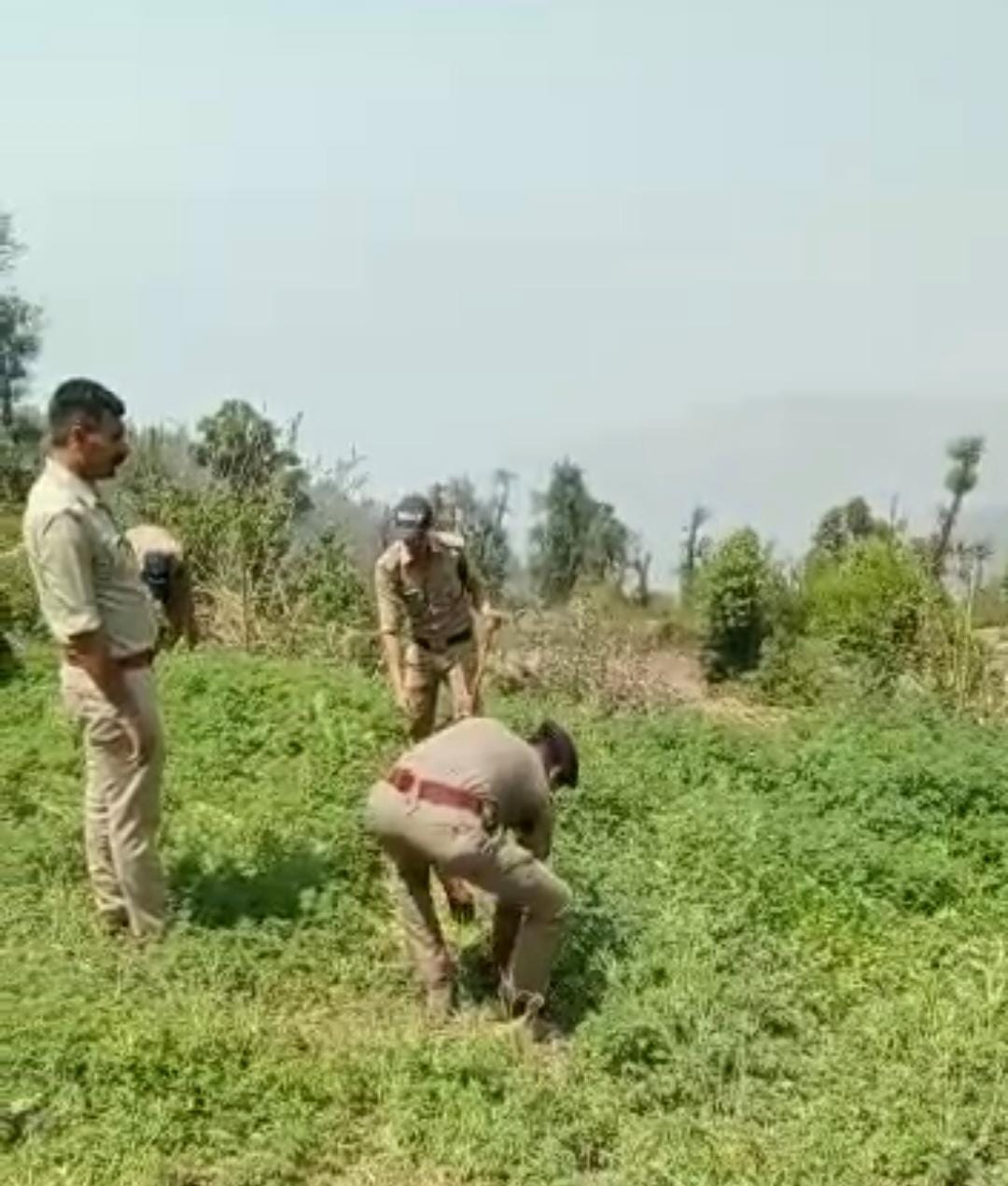 अवैध नशे के खिलाफ चमोली पुलिस की बड़ी कार्यवाही 12 नाली भूमि में अवैध रुप से उगाई गयी भांग की खेती को किया नष्ट