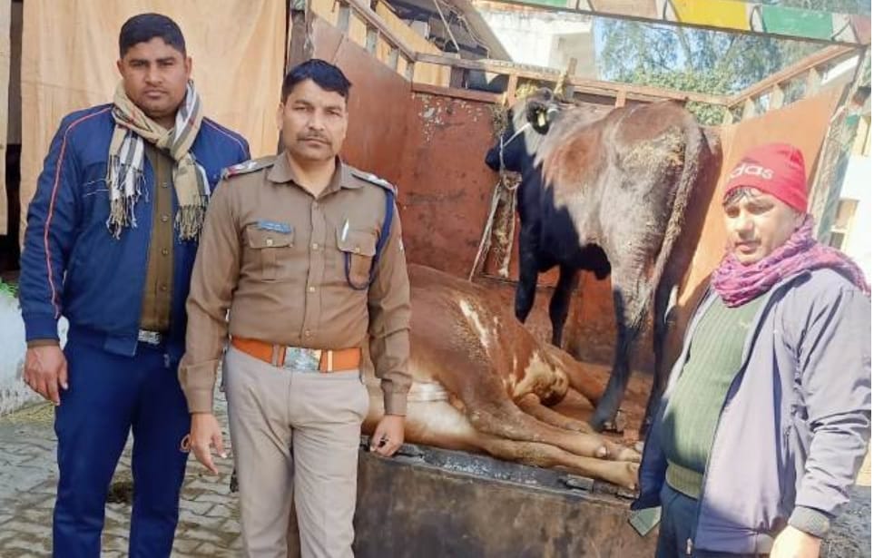 गौवंश संरक्षण स्क्वायड ने टीम गौ तस्करों के चंगुल से दो गायों को किया जिंदा बरामद 