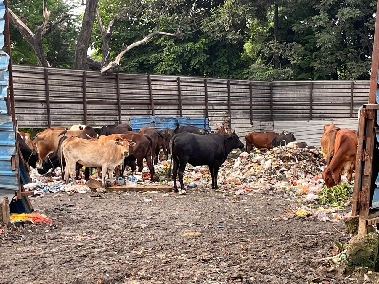 गौ संरक्षण हेतु उत्तराखंड सरकार को प्रधानमंत्री से बहुत कुछ सीखने की जरुरत : कपिल जौनसारी