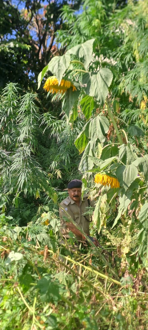 धुमाकोट पुलिस ने 20 नाली भूमि अवैध भांग की खेती की नष्ट             