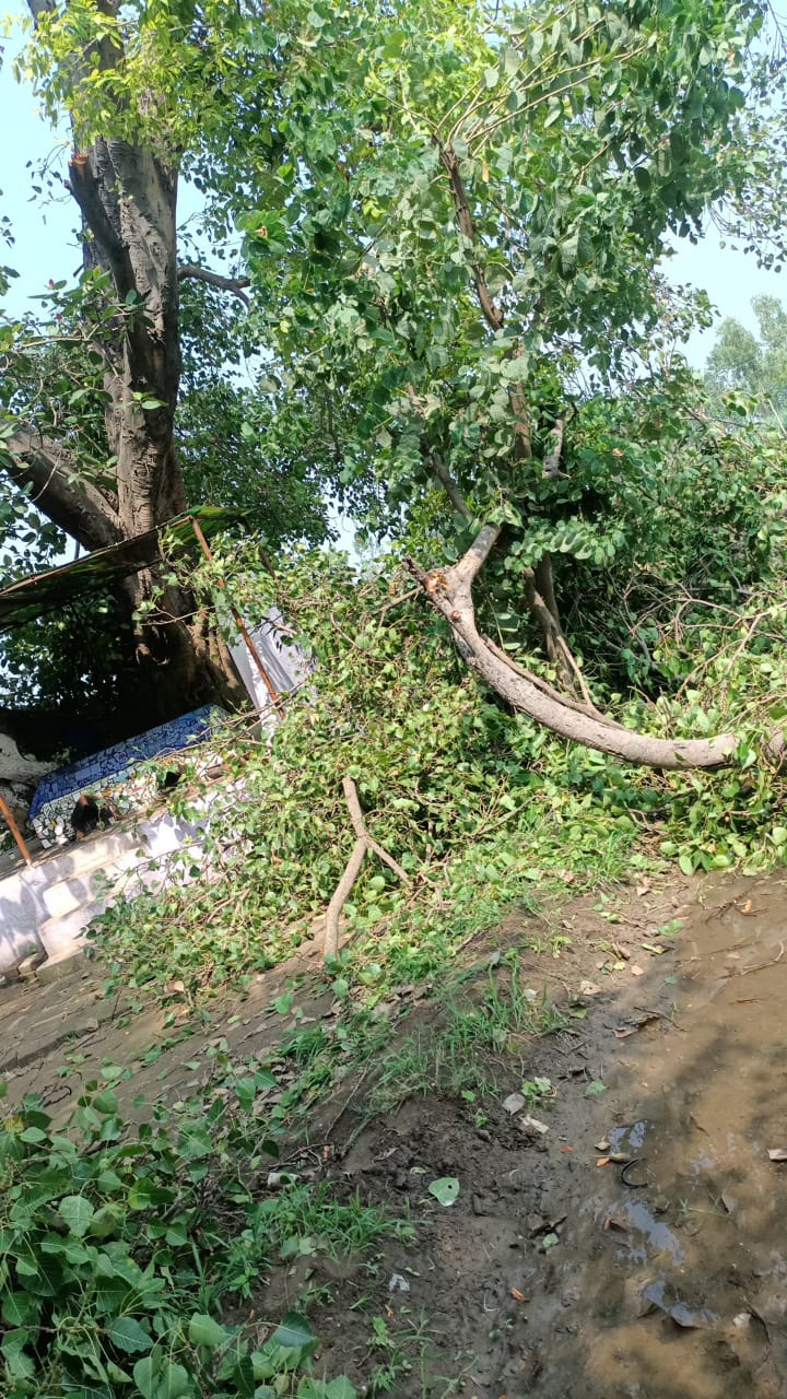 गांव टपरी मैं कुछ संप्रदाय के लोगों द्वारा पुराने पीपल के पेड़ को काट दिया गया गांव के लोगों में आक्रोश है